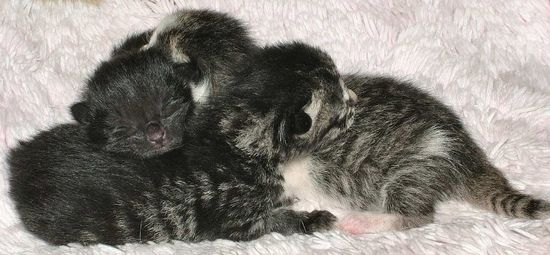 Schwarze, Scheggle und Tiger kurz nach ihrer Geburt