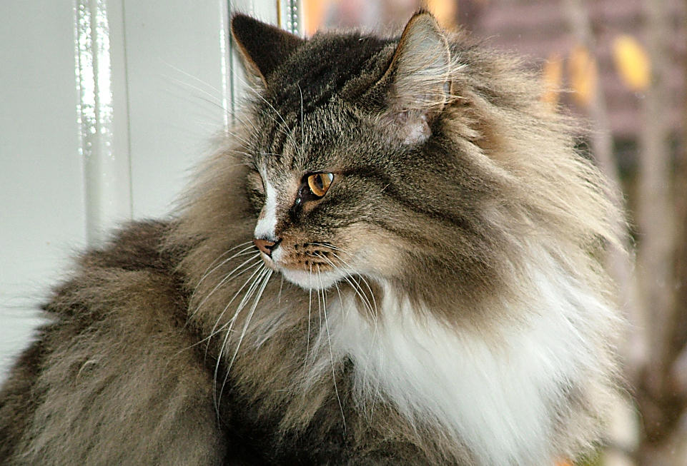 Casper, Norwegische Waldkatze