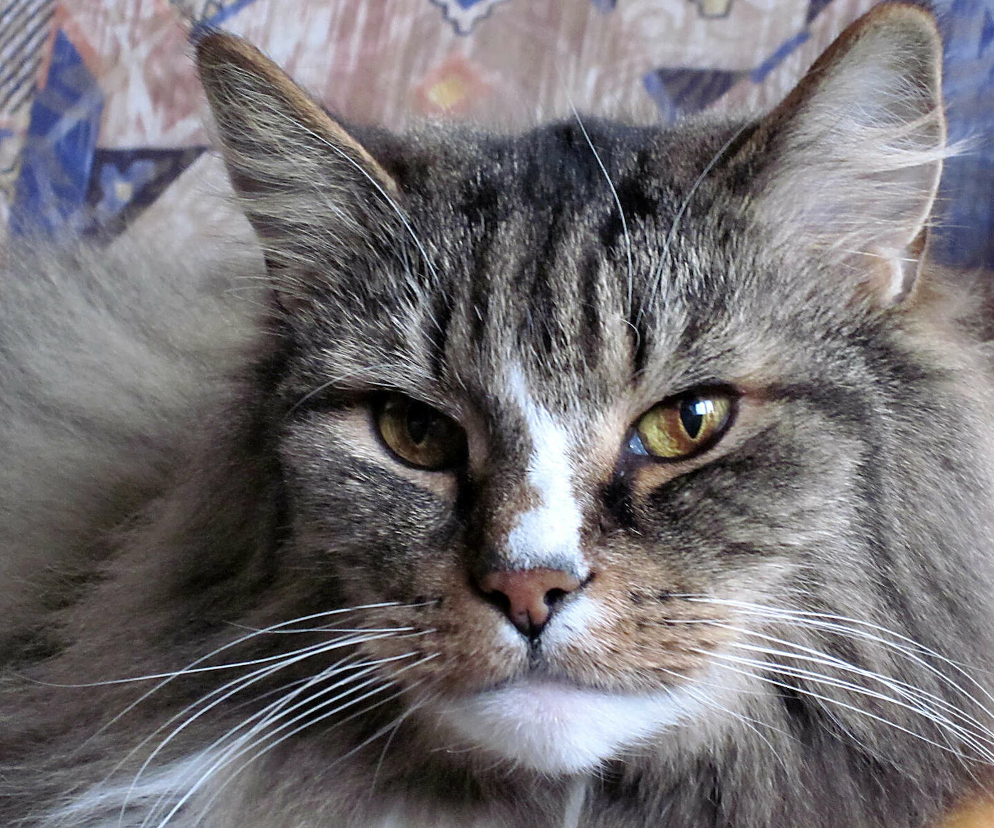 Casper, Norwegische Waldkatze